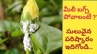 Remove white mealybugs and insects from any plants  EasySimple Solution for Mealybug White insects [upl. by Kosey47]