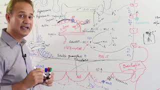 Physiology of Nitric Oxide  Cardiovascular System [upl. by Hammad458]