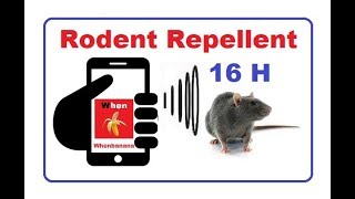 RODENT REPELLENT 16 Hrs  take the rats away with your smartphone [upl. by Nosreh]