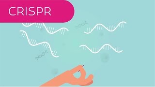 CRISPR Cas9  A Brief Introduction [upl. by Nylkoorb587]