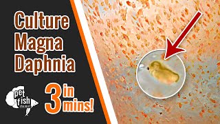 How to culture DAPHNIA MAGNA  The easy way [upl. by Corly38]