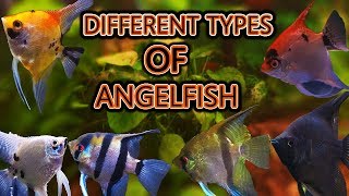 The different types of angelfish [upl. by Yde32]