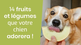 14 FRUITS ET LÉGUMES QUE VOTRE CHIEN ADORERA [upl. by Ettari432]