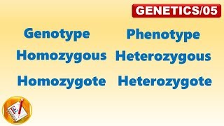 Genotype Phenotype Homozygous Heterozygous Homozygote Heterozygote FLGenetics05 [upl. by Keldah712]