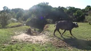 Buffalo attacks lion cubs rare footage watch till the end [upl. by Nagam]