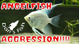 Angelfish Aggression [upl. by Nodaj49]