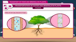 Transport of Food and Minerals in Plants class8 [upl. by Coveney]