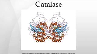 Catalase [upl. by Herzberg815]