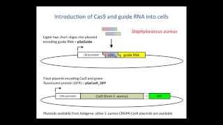 2 CRISPR Cas9  Methods and Tools [upl. by Nylia551]