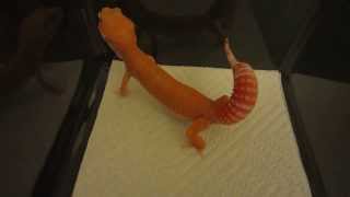 Leopard Gecko Tail Waving Behavior  Defensive Posture [upl. by Trojan513]