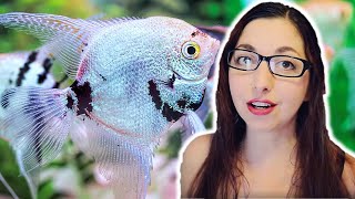 ANGELFISH CARE GUIDE 🐟 Freshwater Angelfish Basics [upl. by Sussman]