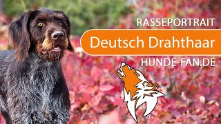 ► Deutsch Drahthaar 2018 Rasse Aussehen amp Charakter [upl. by Hanna]