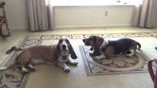 Basset Hounds Howling Lazy Style [upl. by Keener232]