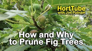 How and Why to Prune Fig Trees [upl. by Faletti170]