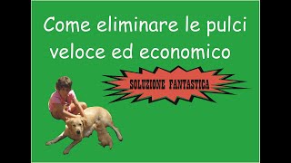 Come eliminare le pulci dallambienteveloce ed economico [upl. by Catha885]