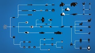 How Evolution works [upl. by Amikahs]