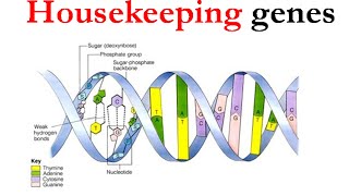 Housekeeping genes [upl. by Wei]