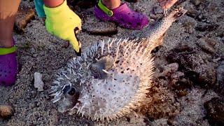 Poisonous Fugu Fish Puffing Inflating and Deflating [upl. by Hen]