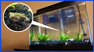 Green Spotted Puffer Tank Setup Brackish Water [upl. by Orvan516]