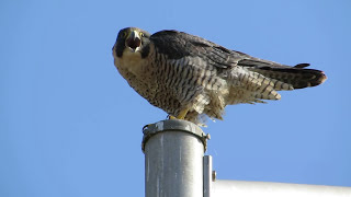 A Peregrine Falcon Calling The Best [upl. by Codee]