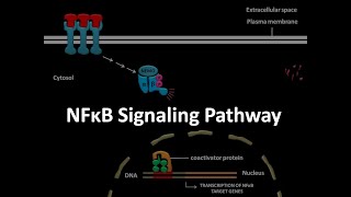 NFkB signaling pathway [upl. by Raskind316]