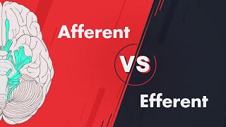 Afferent vs Efferent  Cranial Nerve Modalities [upl. by Wynn]