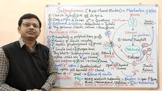 Diabetes Mellitus Part10 Mechanism of Action of Sulfonylurease  Antidiabetic Drugs  Diabetes [upl. by Kevyn]