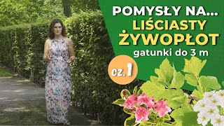 Jakie rośliny na żywopłot cz1 — Żywopłoty liściaste do 3 m [upl. by Ettena737]