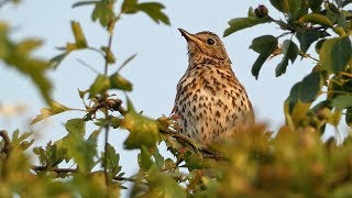 Song Thrush Singing at Sunset [upl. by Faubion]