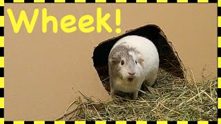 WARNING EXTREMELY LOUD Guinea pig wheeking [upl. by Dmitri]