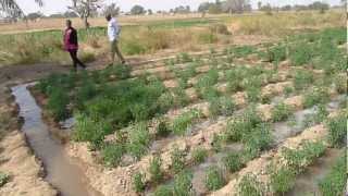 Furrow irrigation using a petrol pump [upl. by Ivy]