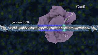 CRISPRCas9 GENOME EDITING  GENE EDITING EXPLAINED [upl. by Fleda550]