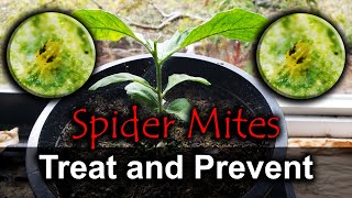 Spider Mites  4 Ways To Naturally Get Rid Of Them [upl. by Jeanie]