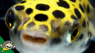 Puffer Fish Lets talk about Puffers Pufferfish  Live Stream [upl. by Aicilat179]