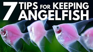 7 Tips for Keeping Angelfish in an Aquarium [upl. by Ellatnahc]