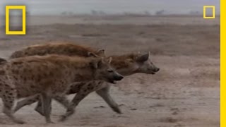 Hyena vs Cape Buffalo  National Geographic [upl. by Carleen]