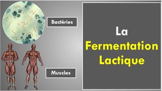 La Fermentation Lactique [upl. by Ninette]