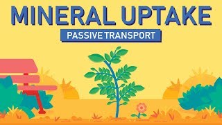 Plant Nutrition Mineral Absorption  Part 1 [upl. by Assen]