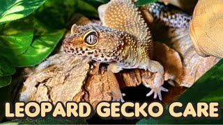 Everything You Need to Know About Leopard Gecko Care [upl. by Earissed]