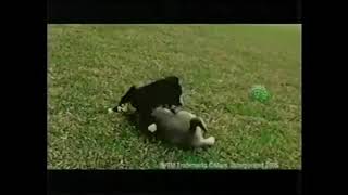 Pedigree 2006 Commercial Were For Puppies [upl. by Hampton]