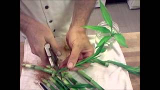 Lucky Bamboo Propagation Tutorial Dracaena braunii plants [upl. by Ahseikan833]