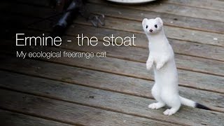 Ermine – the stoat [upl. by Heddi]