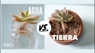 Como Reproducir suculentas en Agua y Tierra  VLOG DIY [upl. by Buote676]