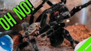 INTENSE Tarantula Breeding GONE WRONG [upl. by Helprin]