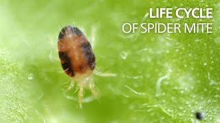 Life cycle of spider mite [upl. by Saval427]