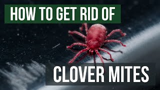 How to Get Rid of Clover Mites 4 Easy Steps [upl. by Terrance]