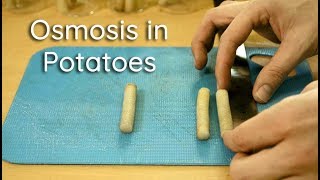 Osmosis in Potato Strips  Bio Lab [upl. by Soloman352]