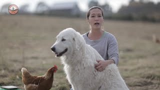 Livestock Guardian Dogs 101 [upl. by Aurlie]