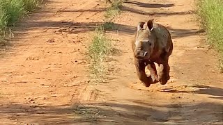 The Most Excited Baby Rhino Ever [upl. by Ennaylloh]