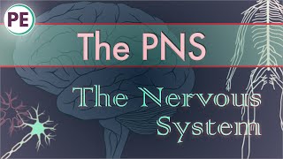 The Nervous System Peripheral Nervous System PNS [upl. by Neeneg]